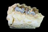 Fossil Horse (Mesohippus) Jaw Section - South Dakota #157471-1